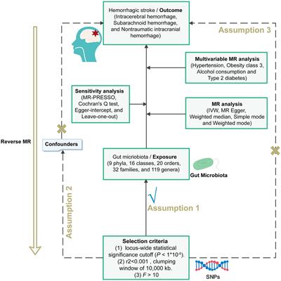 The causal effects between gut microbiota and hemorrhagic stroke: a bidirectional two-sample Mendelian randomization study